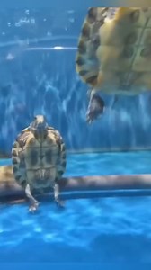 2.9M views · 91K reactions | Turtles playing on skateboards #animals #love #shorts | Jackiemcrey | Facebook