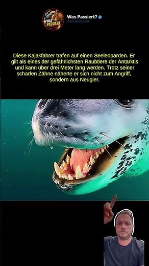Das gefährlichste Raubtier der Antarktis 😳