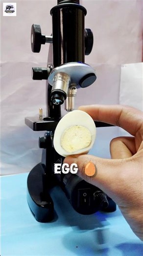 This Is What an Egg Looks Like Under a Microscope! 😱#microscope #microbiology #egg