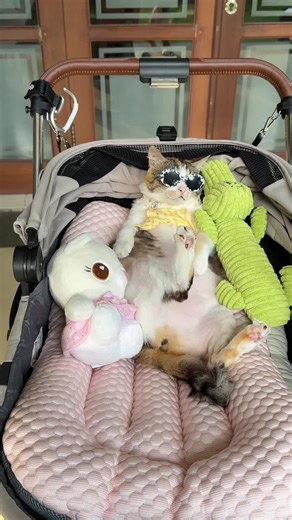 Kucing Bisa Terlentang Tanda Nyaman dan Aman