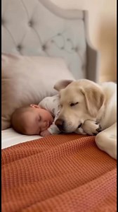 Der kleine Hund und das Baby kuscheln sich aneinander und schlafen friedlich ein. 🐶👶❤️❤️ | TierWelt