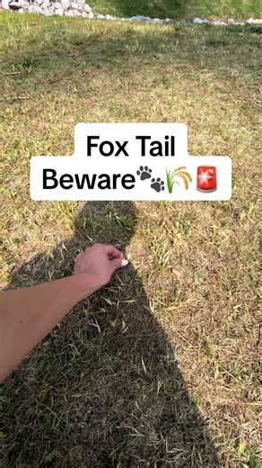 Protect Your Dog from Harmful Foxtail Grass
