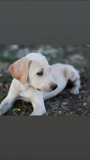 Meet the Blue Lacy—the official state dog of Texas and a true Lone Star legend. 🐾 Built for ranch work, loyal to the core, and tougher than a two-dollar steak, this breed is 100% Texas grit. Watch what makes this dog a symbol of strength, purpose, and pride. 🤠 | Every Bit Texas
