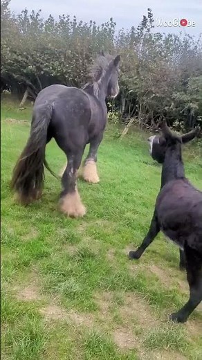 Donkey and Horse Friendship: A Hesitant First Meeting || WooGlobe