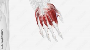 The muscles that act on the hand can be divided into two groups: Extrinsic muscles located in the anterior and posterior compartments of the forearm.