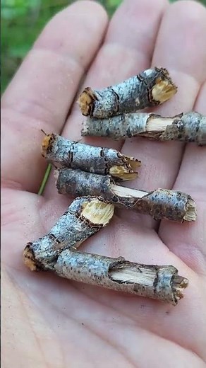 Amazing buff-tip moths (Phalera bucephala)