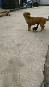 6.8K views · 13 reactions | Duck and dive... | Explore China | Facebook