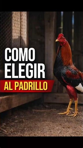 El secreto que usan los criadores expertos para elegir un gallo reproductor