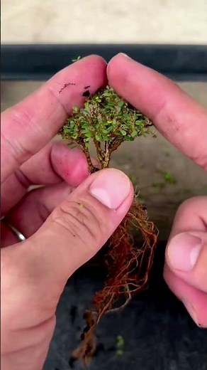 How to Create Miniature Bonsai Tree