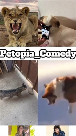 Animals Talking Like Humans 😍Pt-160 | Funny Animal Voice Over #cowsho #funnyanimals #animalcomedy