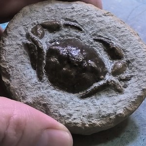 769K views · 2.8K reactions | This guy uncovers some incredible historical fossils!  | LADbible | Facebook