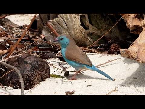 Blue Waxbill (Uraeginthus angolensis), Tanzania