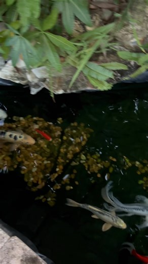 Nick Cutillo on Reels