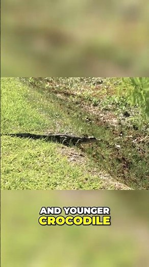 Honey Badger vs Crocodile Epic Encounter Revealed #wildlifewonders #amazonwildlife #animals