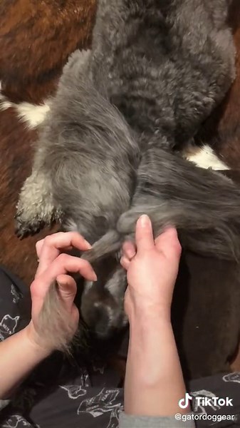 Step-By-Step Guide to Braid Your Poodle's Hair