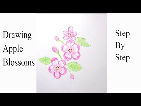 How to Draw and Color Apple Blossom Flower / Drawing Apple Blossoms / Easy Flower drawing