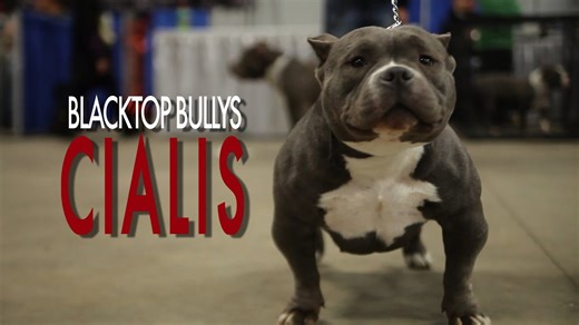 Exotic bully - Cialis