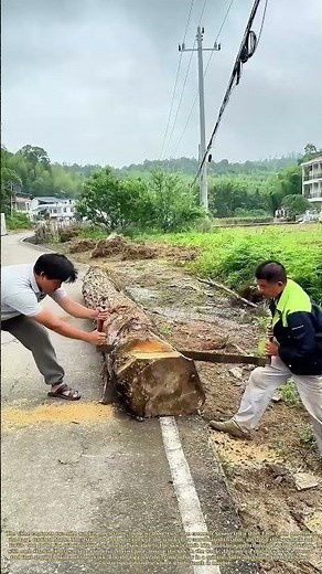Pulling Together: How Two Sawyers Use a Crosscut to Drop a Tree