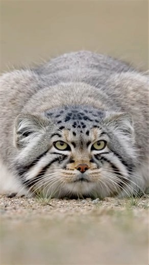 Pallas’s Cat Hunts a Pika — Rare Wild Moment 🐱❄️🐭 #PallasCat #Pika #마눌들고양이 #파이카