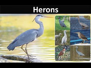 Close shot of Herons