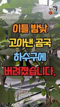 "관절염 약 먹어가며 이틀 밤낮 끓인 곰국을 며느리가 하수구에 쏟아버렸습니다... 차라리 돌려주지 그랬나요."