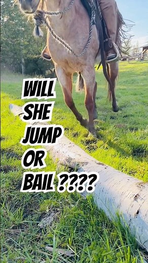 Horse jumping a log on soft muddy ground. #horses #trailride #horsebackriding #nature #shorts
