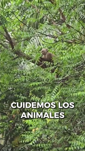 “Cuando ya no estás en lo mismo y toca rebuscarte como sea 😂🐒” #mono #naturaleza #vidarural