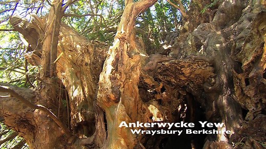 A tree that's played a part in history. The Ankerwycke Yew is estimated as being anything from 2,000 to 3,000 years old and is thought to have witnessed the sealing of Magna Carta. Standing on the River Thames at Wraysbury Brian Muelaner from the Ancient Tree Forum told Inside Out South how this ancient tree has survived. You can see more from Inside Out South on the BBC iPlayer http://bbc.in/1cAleKW | BBC Hampshire & Isle of Wight