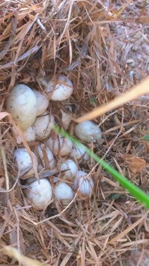 Nature Life: Wild Duck Egg Nest Discovery 🥚