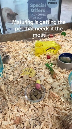 I hope you love your new home💕 (I have proper care and the hamster was very stressed running back and forth)#hamster #propercare #adopt