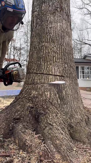 Felling an oak tree 🌳🪓 #thor #fyp #chainsawman #arborist #treeremoval #climbing #climber #treework