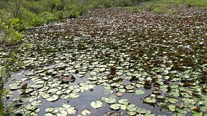 Solomons, Maryland, USA Wetlands scenery in the Calvert Cliffs State Park and the Grays Creek on the Chesapeake Bay. Stock Video