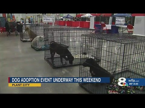 Florida's massive free pet adoption event seeks homes for 5,000 animals