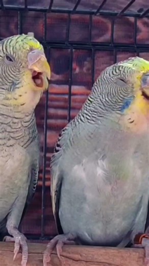 Show Budgies in Kolkata and all India Delivery 📞90882 86745