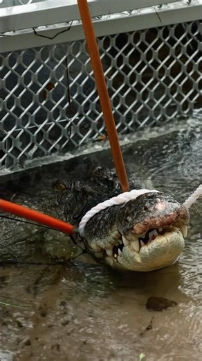 Croc Hissing Sound 🐊