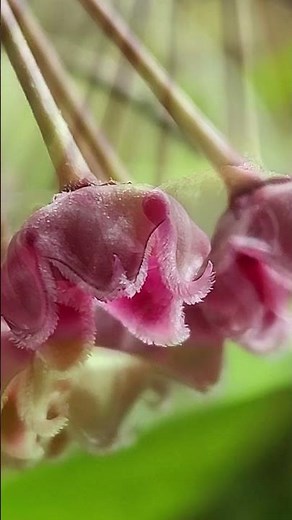 WORTH THE WAIT - Hoya pubicalyx 'Silver-Pink'