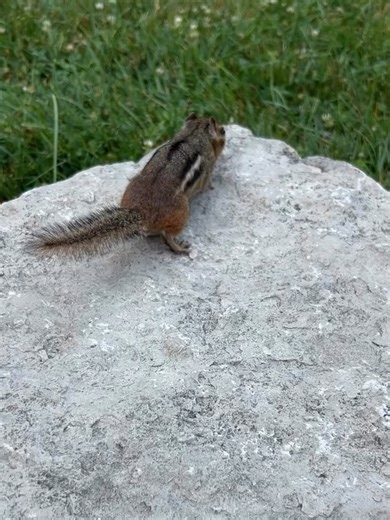 Someone get this munk a reusable tote😆He’s clearly overwhelmed by the options🤣 • • #picklesthechippy #foodvibes #yummyintummy #funny #asmreating #eatmunchies #snacking #funnyreels #munchies #cuteanima
