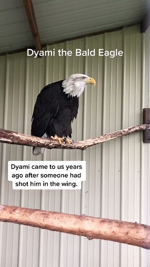 Listen to the Majestic Call of a Bald Eagle
