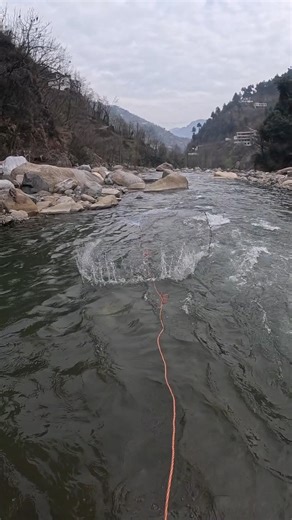 Spring currents are alive! Perfect time to fish as they migrate upstream. #netfishing #shorts