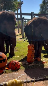 26K views · 641 reactions | It's Chomp and Stomp Week and what better...