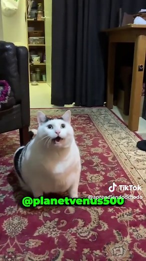 La historia completa del famoso gato que hace