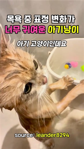 목욕 중 표정 변화가 너무 귀여운 아기냥이 #고양이 #아기고양이 #아기냥이 #cat #shorts