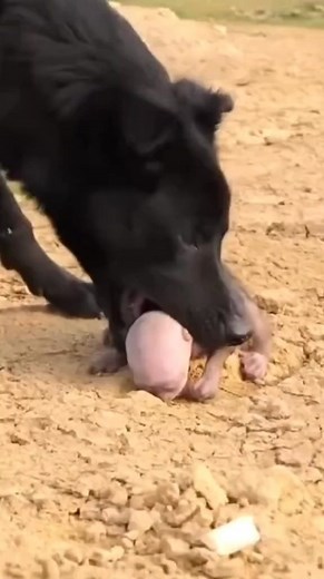 Monkey Bun The mother dog bit the baby monkey and opened his mouth in pain | Monkey BiBi