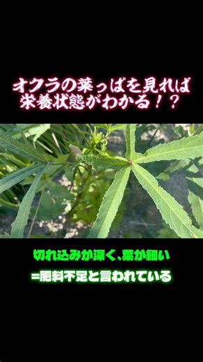 【見逃さないで】オクラの葉っぱは株の栄養状態を測るバロメーター #家庭菜園 #オクラ #家庭菜園初心者
