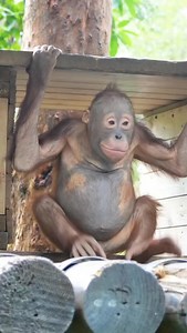 Sven the orangutan has a very fat belly!!! Credit:黄糖豆腐花 This channel documents animals within open-space environments, acknowledging the complex reality of the modern era: that the habitats beyond the frame are often fragmented, disappearing, or under threat. #orangutan #animals #animalshorts #wildlifeonearth #naturelovers | Echo Of Ecology