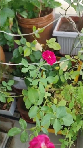 #Roj flower #viral video #nature #