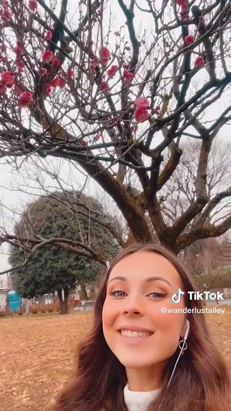 Hanegi Park Plum Blossoms - Early Bloom Surprise in Tokyo