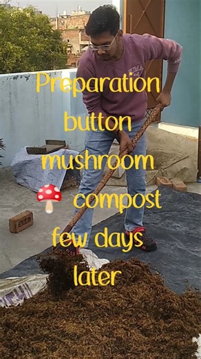 part-3. #button mushroom🍄 #compost #minivlog #modernfarmer #agriculture #farming #shorts #YouTube