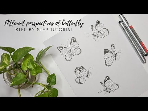 How to draw a butterfly. Different perspectives of butterfly drawing. Step by step tutorial.