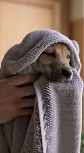 Rescued Puppy’s First Walk | Heartwarming Dog Rescue Story | Paws of Hope